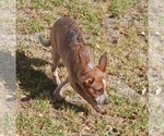 Small Photo #14 Australian Cattle Dog Puppy For Sale in SYLMAR, CA, USA