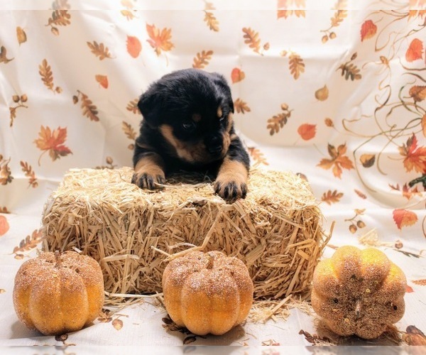 Medium Photo #12 Rottweiler Puppy For Sale in ROCKFORD, IL, USA
