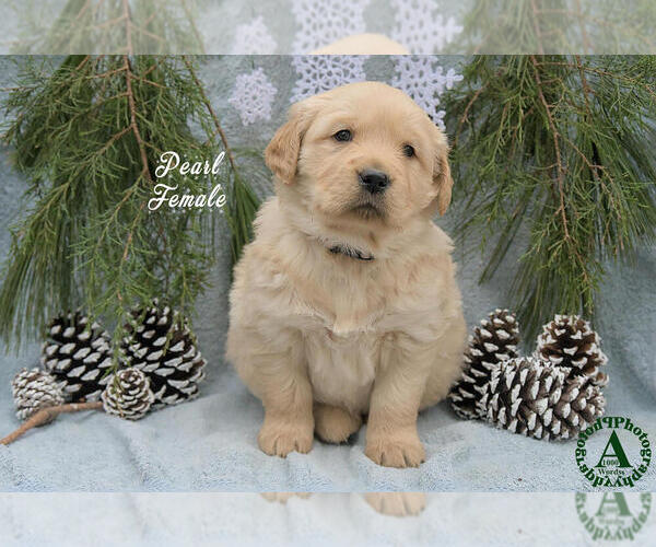 Medium Photo #4 Golden Retriever Puppy For Sale in HARRISONBURG, VA, USA