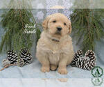 Small Photo #9 Golden Retriever Puppy For Sale in HARRISONBURG, VA, USA
