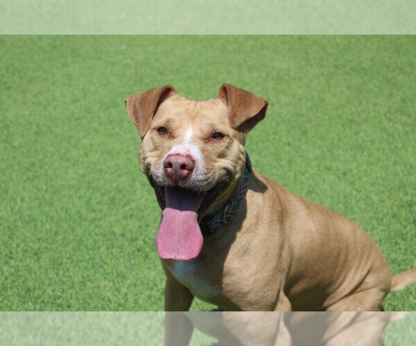 Medium Photo #28 Mutt Puppy For Sale in Chestertown, MD, USA