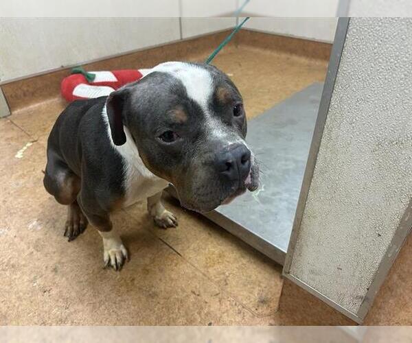 Medium Photo #1 Mutt Puppy For Sale in Sacramento, CA, USA