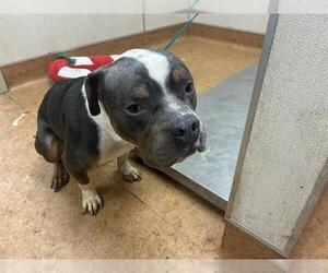 Mutt Dogs for adoption in Sacramento, CA, USA