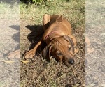 Puppy Sage PINK Rhodesian Ridgeback