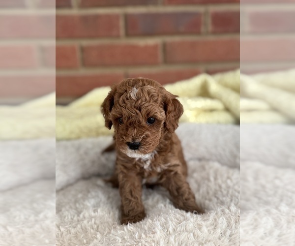 Medium Photo #42 Cavapoo-Poodle (Toy) Mix Puppy For Sale in PENSACOLA, FL, USA