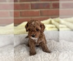 Small #1 Cavapoo-Poodle (Toy) Mix