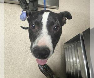 Mutt Dogs for adoption in Bakersfield, CA, USA