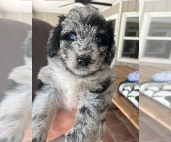 Medium Photo #2 Aussiedoodle Puppy For Sale in LONGWOOD, FL, USA