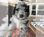 Puppy Leia Aussiedoodle