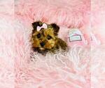 Small #16 Yorkshire Terrier