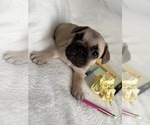 Small Photo #5 French Bulldog Puppy For Sale in OPP, AL, USA