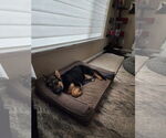 Small #25 German Shepherd Dog
