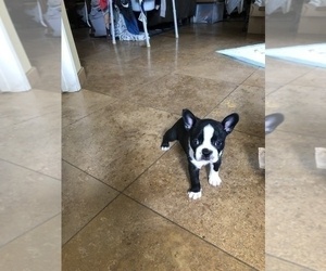 Boston Terrier Puppy for sale in IMPERIAL BCH, CA, USA
