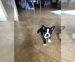 Small Photo #1 Boston Terrier Puppy For Sale in IMPERIAL BCH, CA, USA
