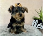 Small #3 Yorkshire Terrier