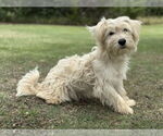 Small #1 Wheaten Terrier Mix