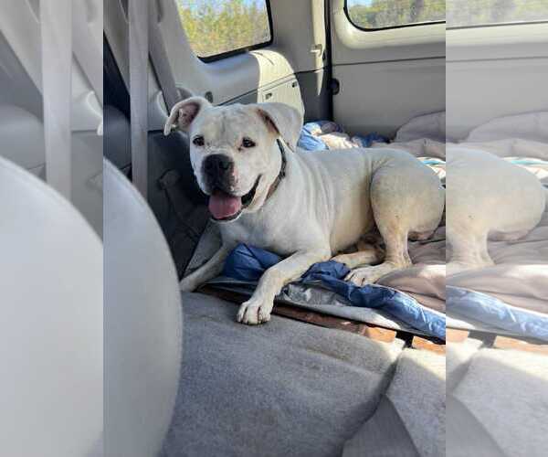 Medium Photo #4 Boxer Puppy For Sale in Burnsville, MN, USA