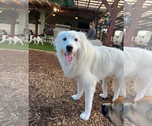 Great Pyrenees-Unknown Mix Dogs for adoption in Tampa, FL, USA
