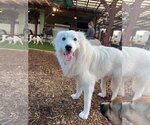 Small Photo #1 Great Pyrenees-Unknown Mix Puppy For Sale in Tampa, FL, USA