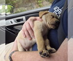 Small #7 Labrador Retriever Mix