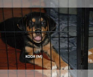 Australian Shepherd-German Shepherd Dog Mix Dogs for adoption in Aurora, IN, USA