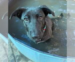 Small #34 Labrador Retriever Mix