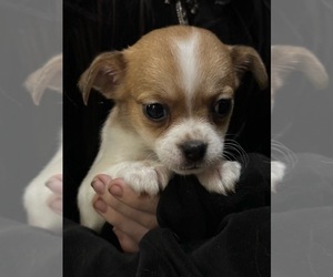 Chihuahua Puppy for sale in SALEM, OR, USA
