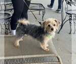 Small #15 Mutt