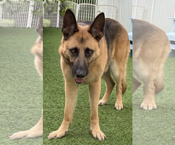 Medium Photo #8 German Shepherd Dog Puppy For Sale in Lighthouse Point, FL, USA