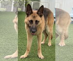 Small #7 German Shepherd Dog