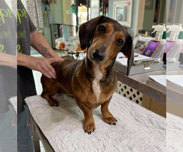 Medium Photo #1 Dachshund Puppy For Sale in Benton, LA, USA