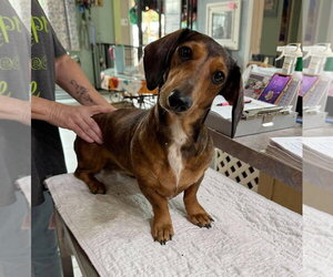Dachshund Dogs for adoption in Benton, LA, USA