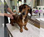 Fritzi (NOT YET AVAILABLE) - Female Dachshund Dog for Adoption - Small photo