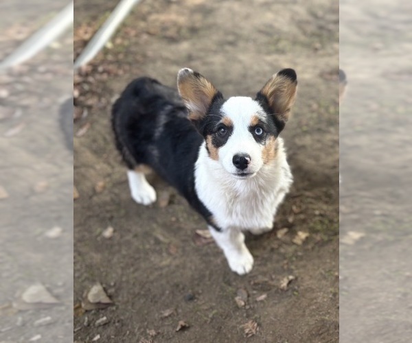Medium Photo #1 Pembroke Welsh Corgi Puppy For Sale in CERES, CA, USA