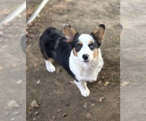 Mother of the Pembroke Welsh Corgi puppies born on 06/01/2026