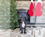Puppy Orange Great Dane