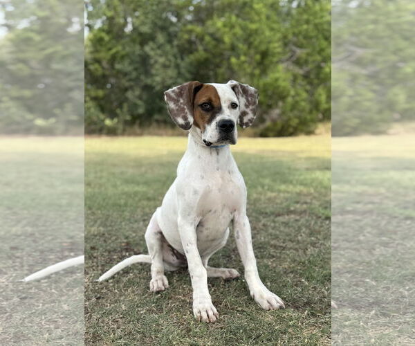 Medium Photo #2 Boxer-Unknown Mix Puppy For Sale in PIPE CREEK, TX, USA