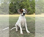 Small #1 Boxer Mix