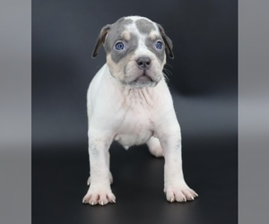 American Bully Puppy for sale in CHAMPAIGN, IL, USA