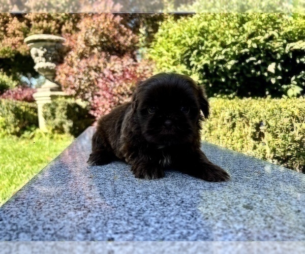 Medium Photo #28 Shih Tzu Puppy For Sale in HAYWARD, CA, USA