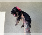 Small #16 German Shepherd Dog