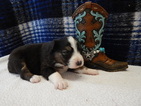 Small Photo #5 Australian Shepherd Puppy For Sale in CANTON, OH, USA