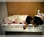 Small Photo #3 Rottweiler Puppy For Sale in REDDING, CA, USA