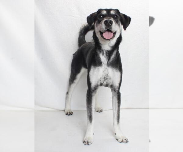 Medium Photo #1 Shepradors Puppy For Sale in Burbank, CA, USA