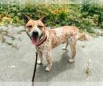 Small Australian Cattle Dog Mix
