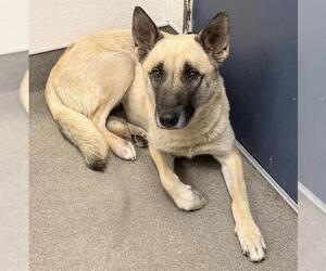 German Shepherd Dog Dogs for adoption in HESPERIA, CA, USA