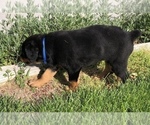 Small #15 Rottweiler