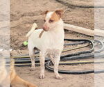 Small #1 Jack Russell Terrier Mix