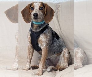 Beagle-Unknown Mix Dogs for adoption in Muskegon, MI, USA