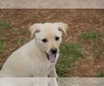 Small Photo #8 Australian Retriever Puppy For Sale in McDonough, GA, USA